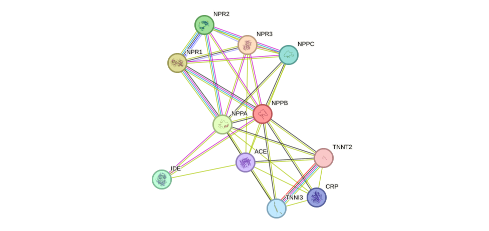 Interpretation of Normal Heart Enzyme Levels